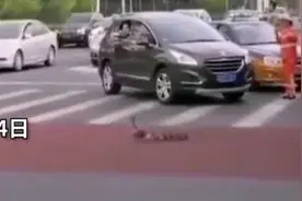 鸭妈妈带娃过马路 两名交警暖心护送获赞图片