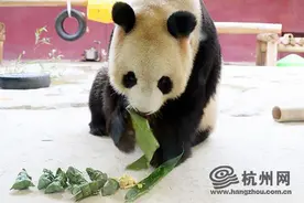 大熊猫吃粽子真香！看看端午节动物们怎么过？图片