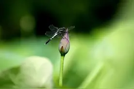 《红楼梦》八副经典对联，洞见人生大智慧图片