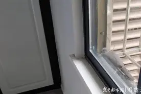 “斑鸠夫妇”三次上门筑巢孵蛋，主人不敢开窗唯恐惊扰它们图片