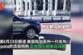陪小朋友过马路的流浪狗 化身“交通指挥官”图片