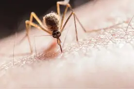 蚊子传播！发现病毒新毒株，专家警告或引发另一场疫情图片