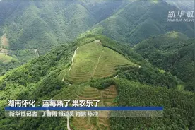 湖南怀化：蓝莓熟了 果农乐了视频封面