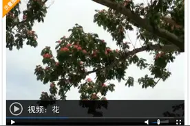 原创｜|又是一年盛夏至 滨海广场芙蓉花开（附视频）图片