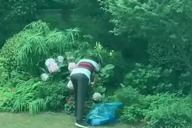 路边的野花不要采！长宁一花店老板偷采9朵绣球售卖被刑拘图片