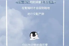 企鹅，鹅，鹅，鹅，鹅，鹅图片
