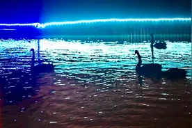 老虎天鹅夜晚在干嘛？上海野生动物园“奇妙夜”7月1日启幕图片