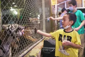 来听蛙鸣虫啁、狮子低吼、猴子“开派对”……上海野生动物园启动“奇妙夜”图片