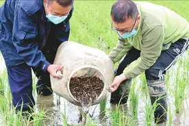 黑龙江：稻田养泥鳅一季可双赢图片
