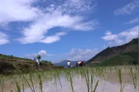 【“飞阅”中国】福建华安：石井梯田 绿秧披肩视频封面