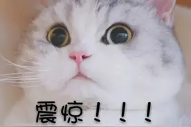 这种猫也敢养？男子花5万吸猫结果被刑拘图片
