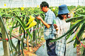 体验民俗 学在乡村——天鸣花海全民终身学习体验基地培育记图片