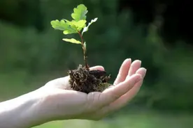科学家最新研究告诉你为啥大多数植物是绿色！原来它们不喜欢绿光图片
