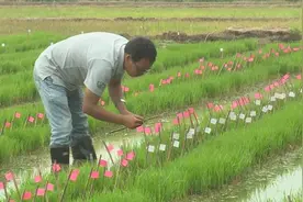 博士回村种稻田，想为农业贡献力量视频封面