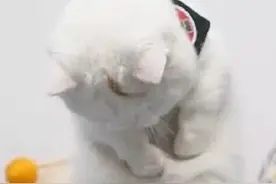 啥也不说了，祝你早日拥有“水猴子”图片
