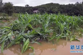 湖北安陆市遭遇强降雨 城乡不同程度受灾图片