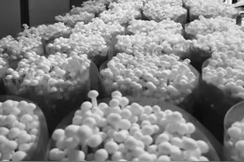 这条食用菌产业链 每个关键节点都有科特派图片