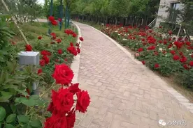 崔中华｜毕业晚会图片