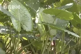 女子散步咬下一片叶子挡雨中毒！医生：这些绿植也要当心图片