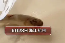 家被淹，杭州父女在房间里抓鱼上热搜！浙江发布洪水预警，杭州未来几天全是雨图片