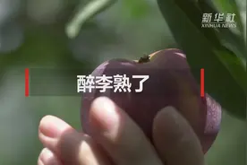 醉李熟了视频封面