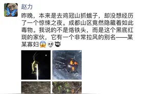 别碰！四川首次发现黑寡妇蛛亲戚——怪肥腹蛛！身小含剧毒图片