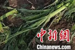吉林舒兰遭受风雹灾害 27个村庄受灾图片