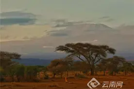 走进野生动物的天堂——肯尼亚图片