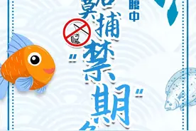 劝君莫捕“禁期”鱼 万千鱼仔在腹中图片