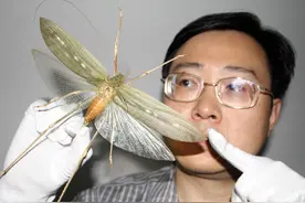 放火烧还是挖坑埋？苏轼笔下“秉畀炎火传自古”的蝗虫，可以追溯到侏罗纪时期图片