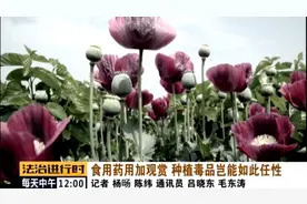 昌平一对夫妇在院子里种了345株罂粟，理由居然是“拌菜吃”图片