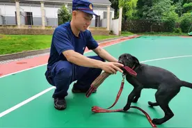 是萌犬，也是猛犬。浙江这群工作汪的热血和温情图片