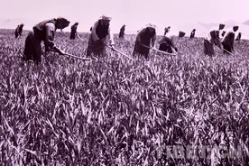 老照片里回望西藏林周农场的农垦记忆图片