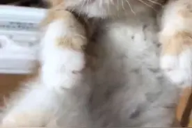 一口封喉，可爱“加菲猫”惨遭威猛黑狗毒手，为什么猫狗一见面就开打？原来是基因决定的图片