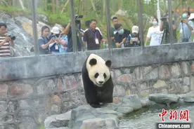 湖南规模最大的熊猫主题乐园开园 8只大熊猫与公众见面图片
