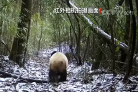红外相机拍到野生大熊猫活动画面 叼着幼崽穿林而过图片
