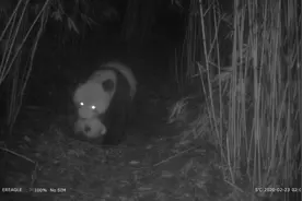 罕见！成都野生大熊猫竹林“遛娃”，叼着幼崽的样子萌翻了图片