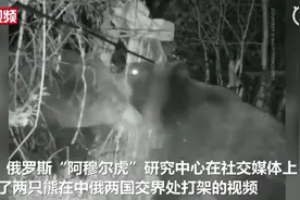 瞅你咋地？中俄边境两只熊打架致老虎观测相机毁坏，监控记录斗殴全过程图片