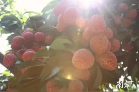 增城仙进奉：小荔枝 大产业图片