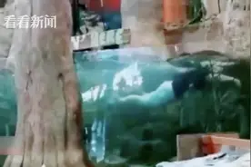2000关注就行动！美国男子为博关注跳进商店巨型鱼缸游泳图片