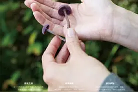 种子主权：如果没有留种的人，植物将会怎样？图片