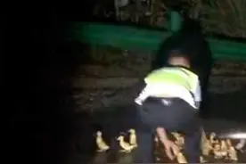 三轮车侧翻千余只鸭苗满地跑 民警：“鸭力”好大图片