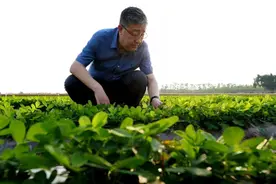 “我就是个种花生的”——专访山东省科学技术最高奖获得者万书波图片