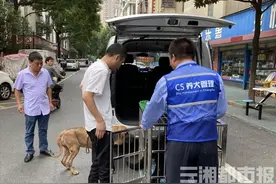 动真格！养犬不办证、遛狗不牵绳，长沙多人“吃”罚单图片
