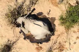 史无前例！博茨瓦纳超360头大象神秘死亡，专家猜测：难道是新冠？图片