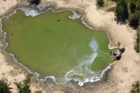 非洲国家博茨瓦纳超360头大象神秘死亡，七成死于水潭附近图片