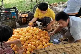 泰安新泰市龙廷镇：以“传统产业+带头人+互联网”助村民增收致富图片