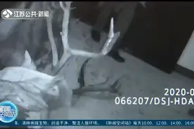 惊呆！盐城大丰400斤麋鹿迷了路，赖在南通一居民家厨房不出来视频封面