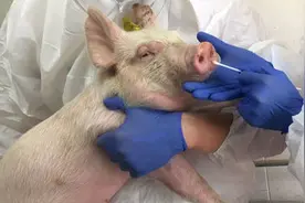 官方回应猪流感研究：非新病毒，已持续监测，正研发候选疫苗株图片