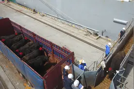 海南：首批“零关税”进口活牛抵港图片